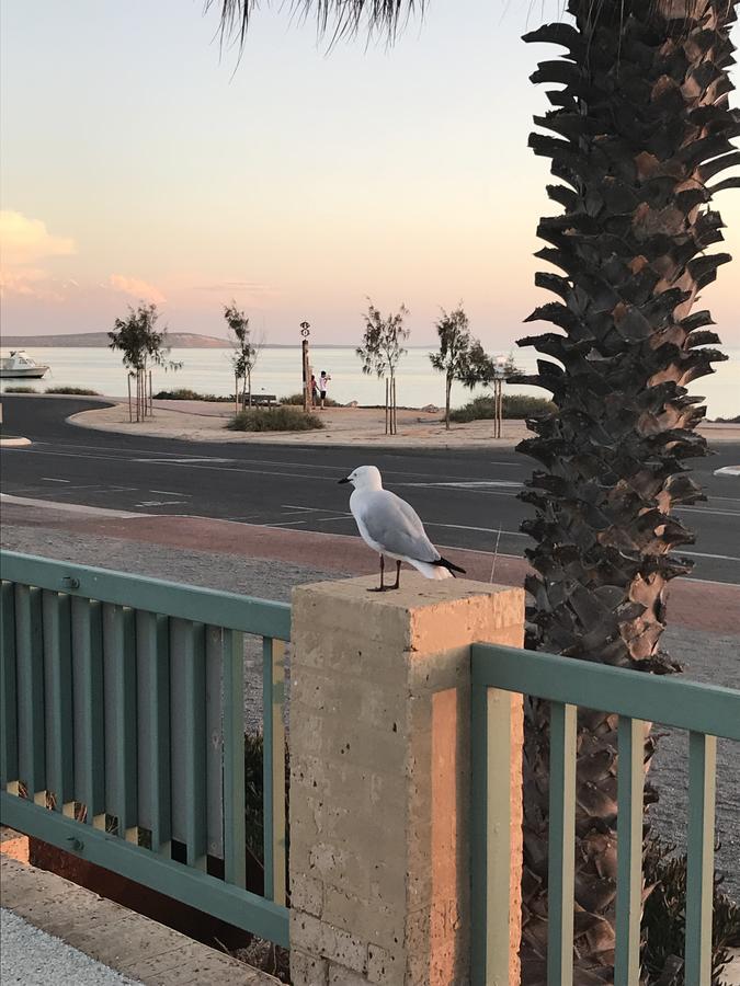 Shark Bay Seafront Apartments Denham Kültér fotó